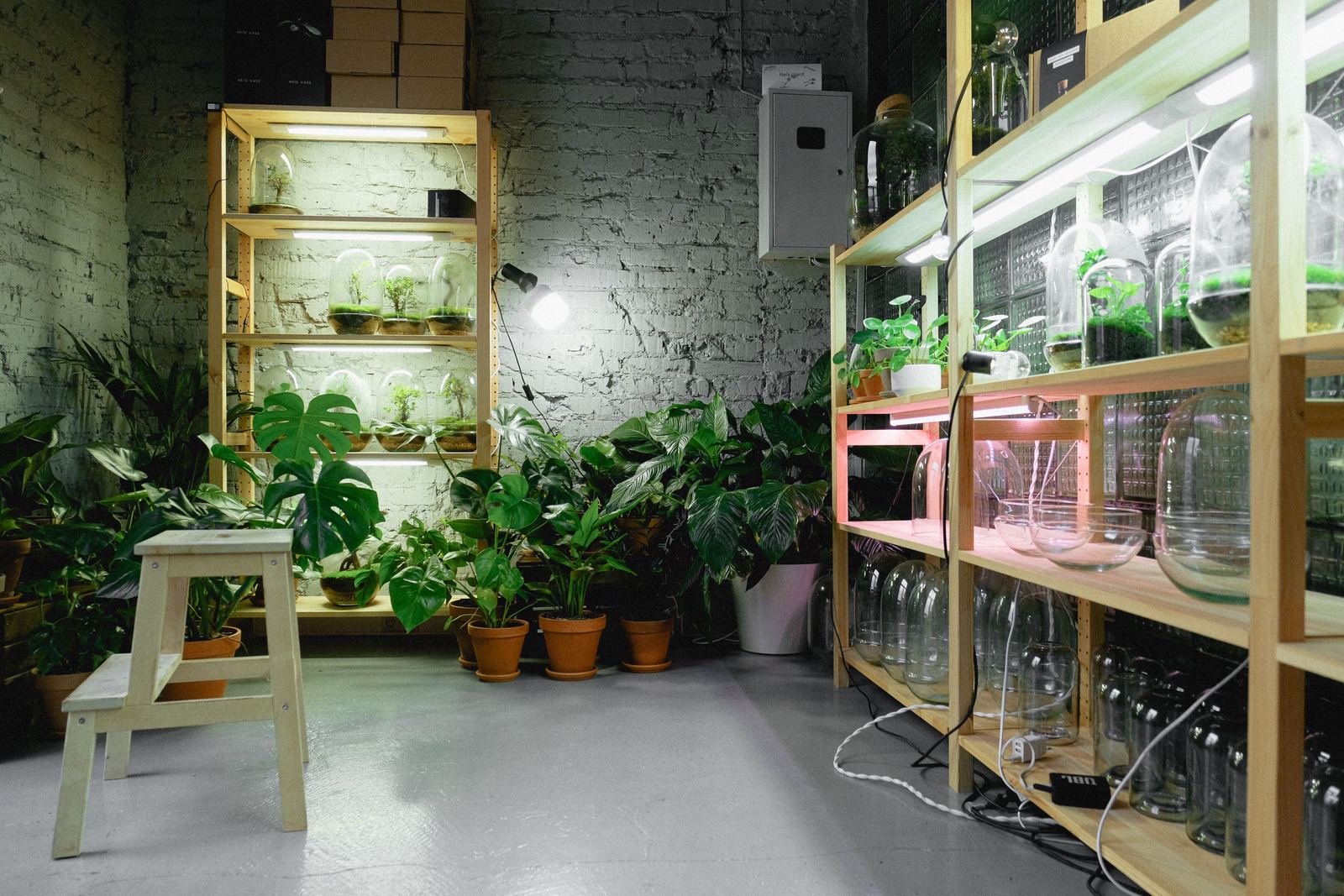 Houseplants growing on shelves under LED grow lights