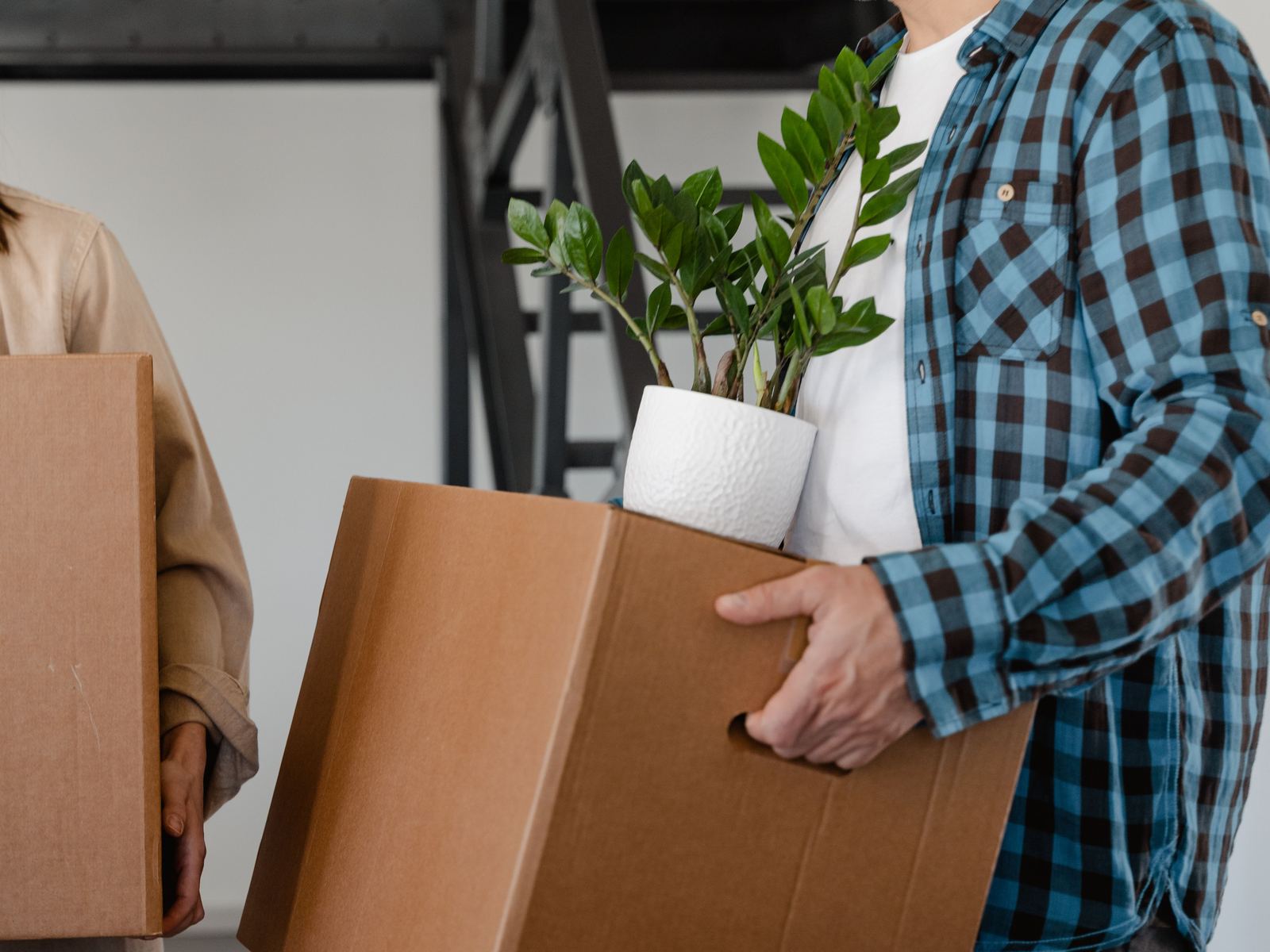 Person carrying a cardboard box with a ZZ plant on top while moving